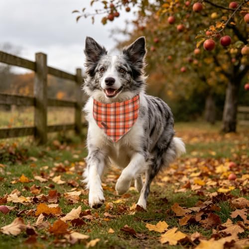 Lionet Paws Fall Orange Checkred Dog Bandana Washable Cotton Handkerchief Scarf Triangle Halloween Dog, Large (Pack of 1), Medium, Cotton, Orange