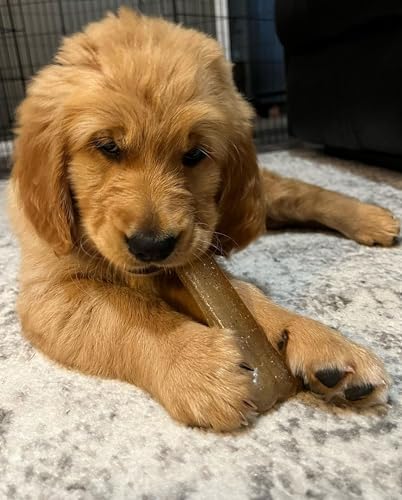 Nylabone Flexi Chew Gumabone Dog Chew Toy, Chicken Flavor, Small | Dog toys for small dogs up to 25 lbs, flexible material, gentle on teeth, freezable, bouncy, great for seniors