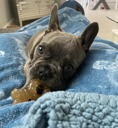 Nylabone Puppy Chew Teething Ring Bone Dog Toy, Chicken Flavor, Medium | Soothing teething toys for puppies, puppy enrichment, & teething relief, freezable for added comfort, dogs up to 35 lbs