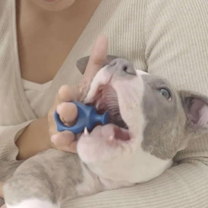 Paw Ready Pet Toothbrushing Assistant for Puppies' Dogs and Cats Allows You to Brush Your pet’s Teeth Without Constantly Worrying About Getting Bitten. (Blue, Small)