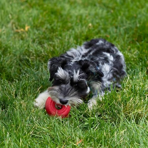 KONG Donut Dog Toy, Natural Rubber Chew Toy, for Small/Medium Dogs | Durable KONG Natural Rubber Chew & Fetch Toy That Promotes Healthy Teeth & Gums with a Fun Bounce & Easy Roll