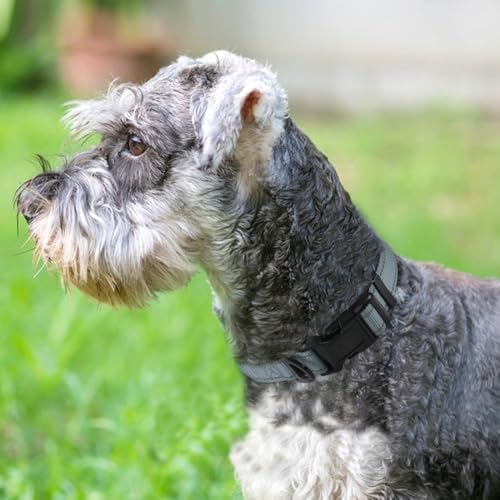 Joytale Reflective Dog Collar, Adjustable Neoprene Padded, Gray S