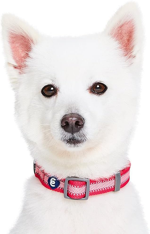 Blueberry Pet Essentials Pack of 2 Reflective Better Basics Adjustable Dog Collars, French Pink, Medium, Neck 14.5"-20"