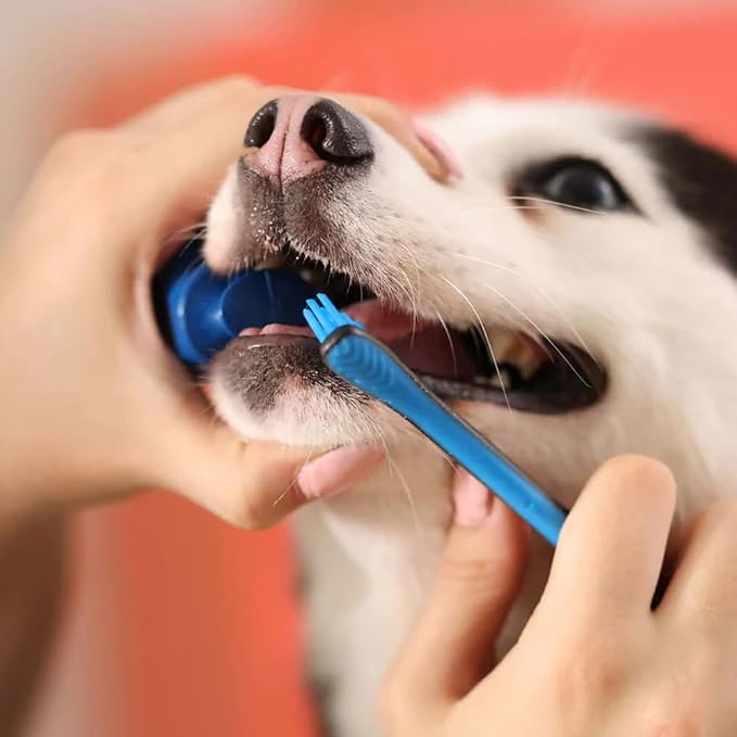 Paw Ready Pet Toothbrushing Assistant for Puppies' Dogs and Cats Allows You to Brush Your pet’s Teeth Without Constantly Worrying About Getting Bitten. (Blue, Small)