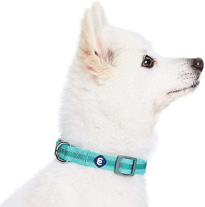 Blueberry Pet Essentials Pack of 2 Reflective Better Basics Adjustable Dog Collars, Minty Green, Small, Neck 12"-16"