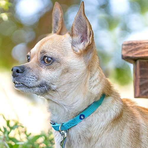 Blueberry Pet Essentials Matching Large Dog Collar | Adjustable Classic Solid Color Nylon Dog Collars for Large Dogs | Orange Vermilion Dog Collar for Large Dogs