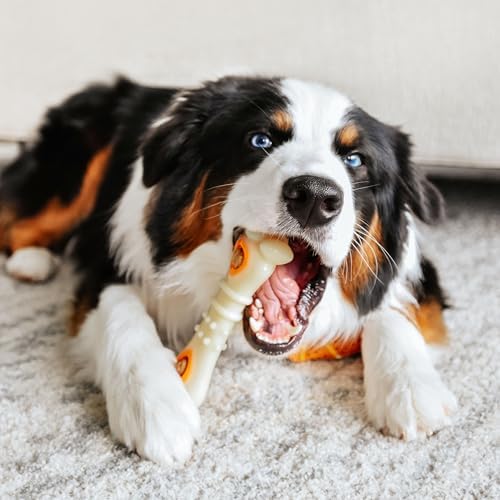 Nylabone Power Chew Knuckle Bone & Pop-In Dog Treat Toy, Large | Chicken flavor, includes 6 natural treats, dog enrichment, interactive dog toys to keep them busy, for dogs up to 50 lbs