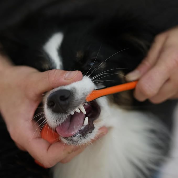 Paw Ready Pet Toothbrushing Assistant for Puppies' Dogs and Cats Allows You to Brush Your pet’s Teeth Without Constantly Worrying About Getting Bitten. (Blue, Small)