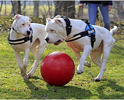 Jolly Pets Push-n-Play Ball Dog Toy, 4.5 Inches/Small, Blue (345 BL) | Small hard plastic push ball for dogs under 20 lbs, designed for chasing and herding play, floats, made in the USA