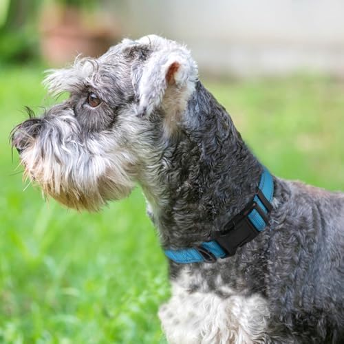 Joytale Reflective Dog Collar, Adjustable Neoprene Padded, Sky Blue M