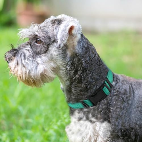 Joytale Reflective Dog Collar, Adjustable Neoprene Padded, Teal M