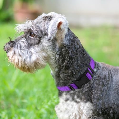 Joytale Reflective Dog Collar, Adjustable Neoprene Padded, Purple S