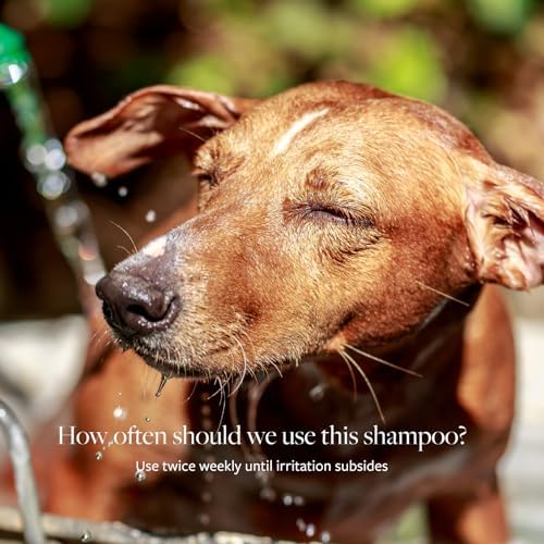 Veterinary Formula Clinical Care Antiseptic & Antifungal Shampoo, 16 oz | Medicated formula helps alleviate scaly, greasy and red skin; free from parabens, dyes and soap