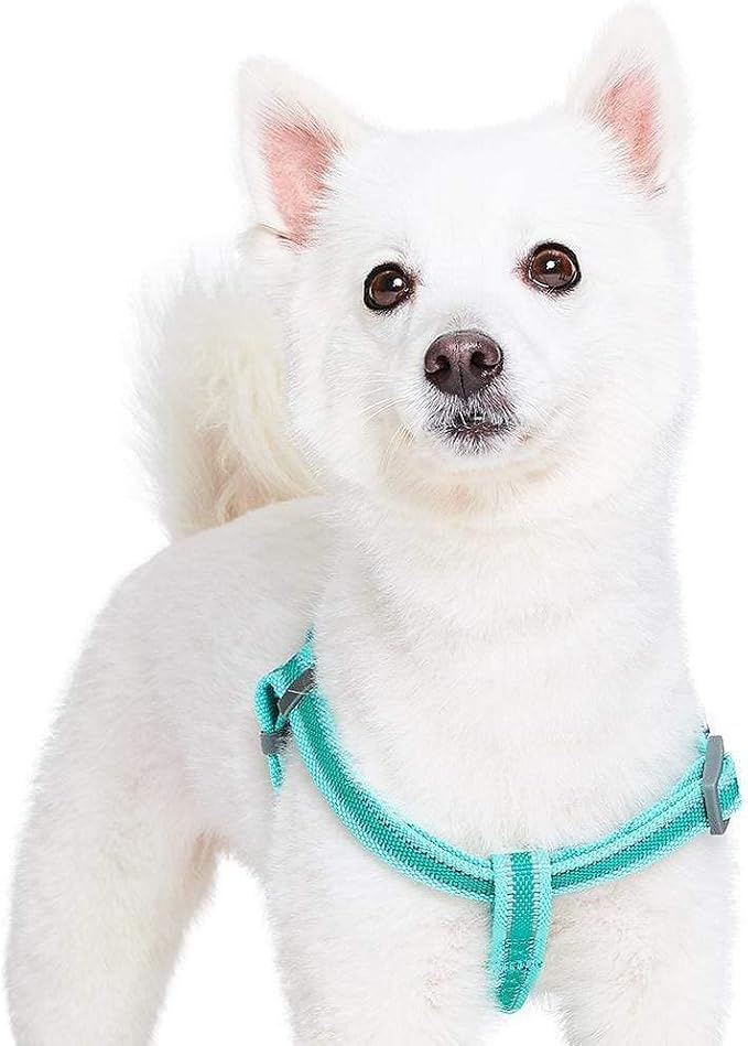 Blueberry Pet Essentials Step-in Reflective Back to Basics Dog Harness, Minty Green, Chest Girth 26" - 39", Large, Adjustable Harnesses for Dogs