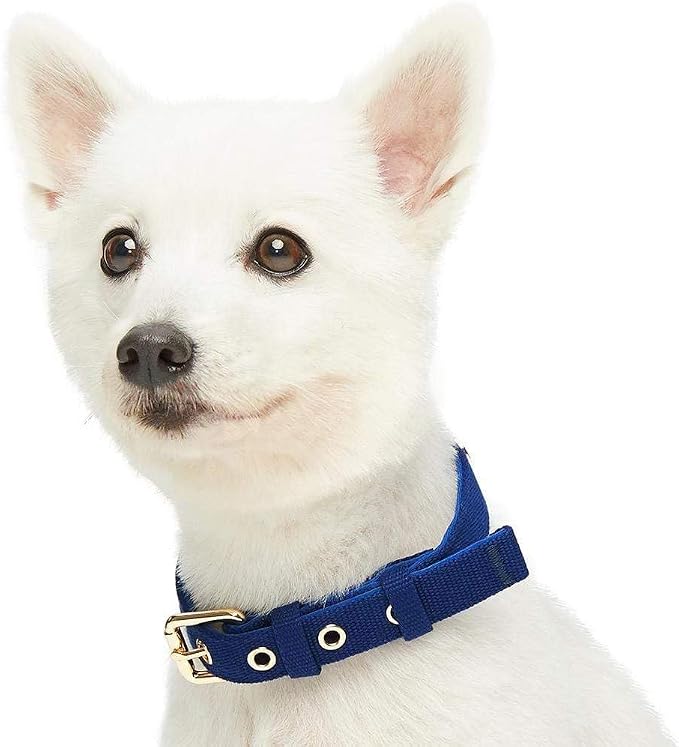 Blueberry Pet Dog Leash & Collar Set - Puppy Essentials for Small Dogs, Heavy Duty Dog Leashes for Large Dogs, Blue Adjustable Neoprene Padded Collar & 4ft Rope Leash, Award-Winning Brand