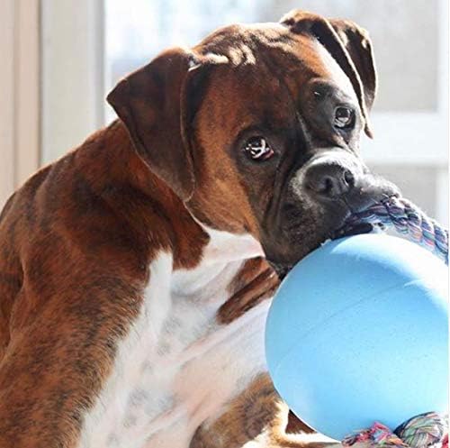 Jolly Pets Romp-N-Roll Rope & Ball Dog Toy, 8 in Large, Blueberry | Rope-and-ball fetch toy in tough JollyFlex - won't deflate if punctured, floats, made in USA