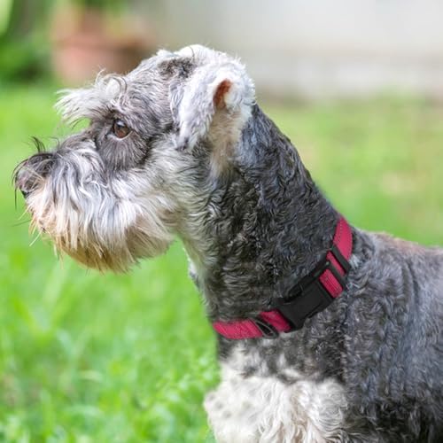 Joytale Reflective Dog Collar, Adjustable Neoprene Padded, Hotpink M