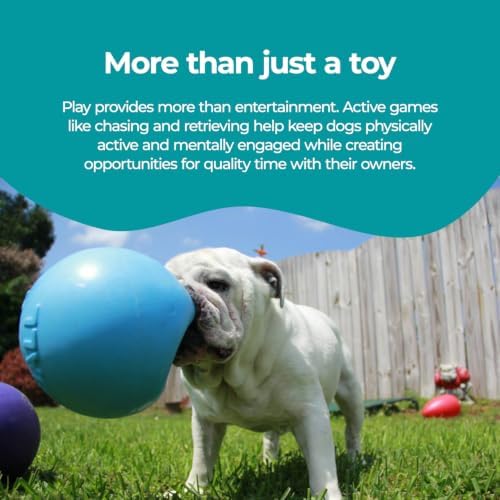 Jolly Pets Bounce-n-Play Dog Toy Ball, 6 Inches, Blueberry, All Breed Sizes | Tough, bouncy medium dog ball made from JollyFlex material that retains shape even when punctured and floats for water play
