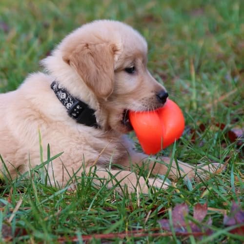 Ruff Dawg Indestructible Dawg-Hart (Heart) Medium 3” – Heavy-Duty Solid Rubber Dog Fetch Toy for Dogs Under 40 lbs – Floats & Crazy Bounce – Made in USA – Assorted Neon Colors