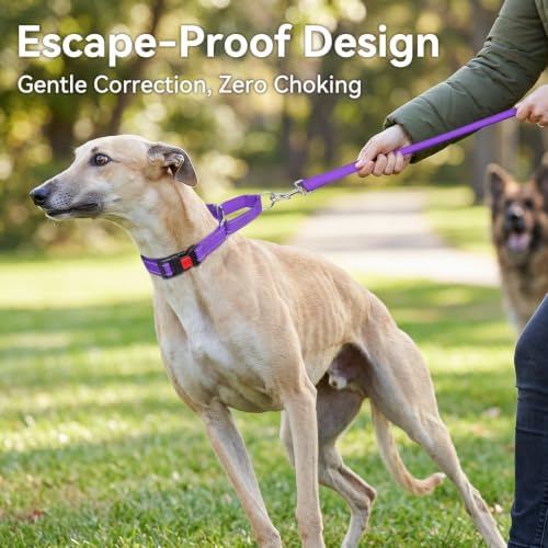 Joytale Martingale Collar for Dogs, Escape Proof No Pull, Purple, L
