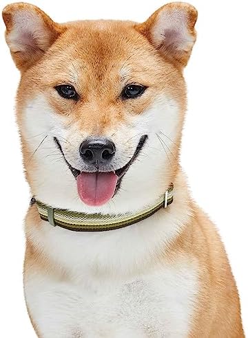 Blueberry Pet 3M Reflective Dog Collars | Adjustable Dog Collar w/Multi-Colored Stripe - Olive | Nylon Pet Collars for Dogs & Refflective Dog Collar for Small Dogs