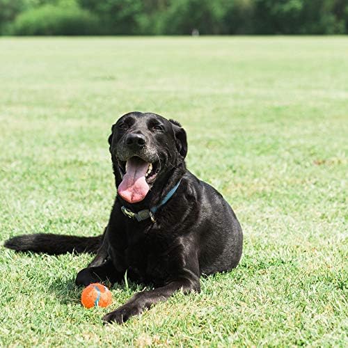 Chuckit! Dog Tennis Ball Dog Toy, Large 3in 1 Pack | Made for Dogs Weighing 0 to 100 Pounds