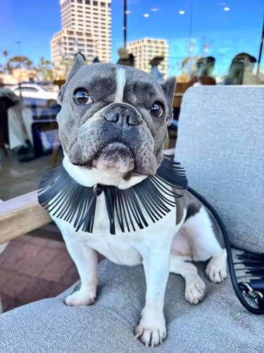 Blueberry Pet Western Fringe Black Microfiber Textured Leather Collar with Turquoise Conchos