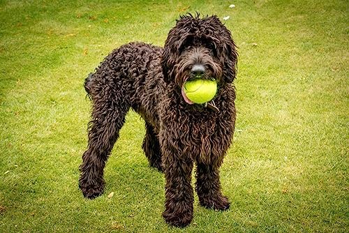 Petface Mini Super Tennis Balls for Dogs, 4.8 cm (Pack of 5) | Multipack of 5, Squeaker Toy, Durable & Safe, Indoor/Outdoor Use, Non-Toxic Materials