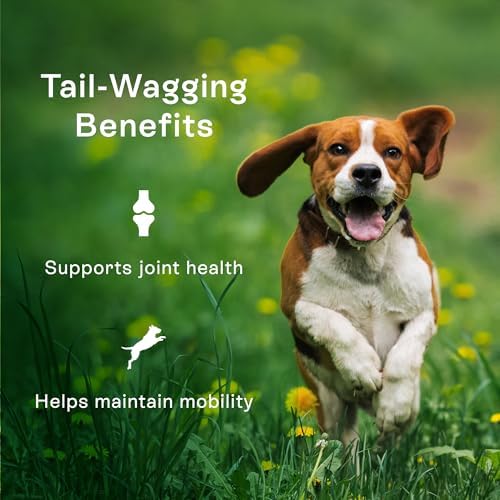 PawCo Magic Bar Healthy Functional Dog Treat – Soft, High-Protein Peanut Butter Bars with Pumpkin & Chicory Root, Supports Energy, Digestion & Overall Wellness – Pack of 8 (Hip & Joint)
