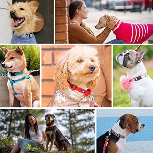 Blueberry Pet Essentials Matching Large Dog Collar | Adjustable Classic Solid Color Nylon Dog Collars for Large Dogs | Orange Vermilion Dog Collar for Large Dogs