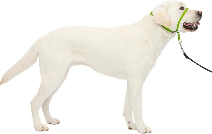 PetSafe Gentle Leader No Pull Dog Headcollar, Apple Green, Large | Veterinary Behaviorist-Designed No-Pull Headcollar Redirects Pulling Instinct, Padded Neoprene Nose Loop, Quick-Snap Fit