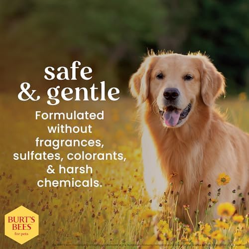 Burts Bees for Pets Oatmeal Dog Shampoo with Honey, 16 Fl Oz, 6-Pack | Soothing colloidal oat flour formula for itchy, sensitive dog skin, pH-balanced and sulfate-free for regular use