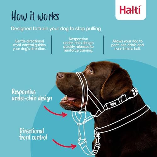 Halti Headcollar | Size 1, Burnt Orange | Training Collar for Small Dogs