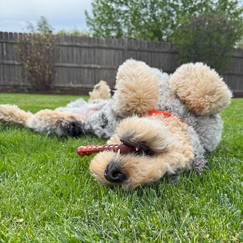 Nylabone Power Chew Textured Bone Dog Chew Toy, Beef Jerky Flavor, Medium | Durable, long lasting, discourages destructive chewing, teeth-cleaning textures, flavor throughout, for dogs up to 35 lbs