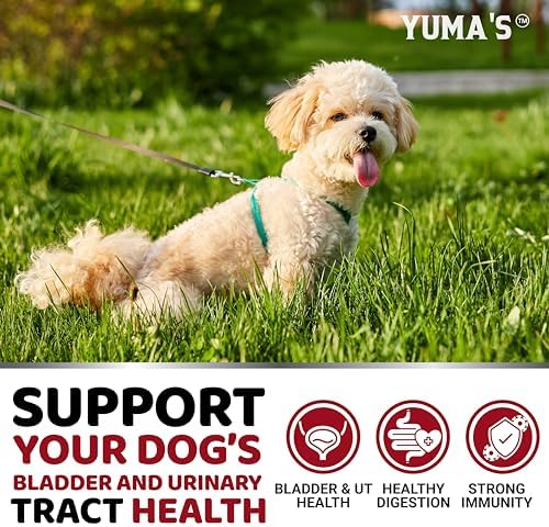 Cranberry Supplement for Dogs - 170 Chews - Dog UTI & Bladder Support | Urinary Tract Health, Vet-Formulated Multivitamin Chews with D-Mannose, Immune Support, Vitamins and Supplements, Made in USA