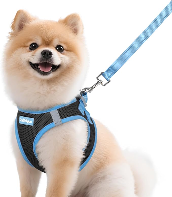 rabbitgoo Dog Harness Small Sized and Leash Set, Step in Soft Vest | Breathable Mesh, Easy Wear with Hook & Loop, Light and Reflective for Walking, Multi-colored, Black & Blue, M