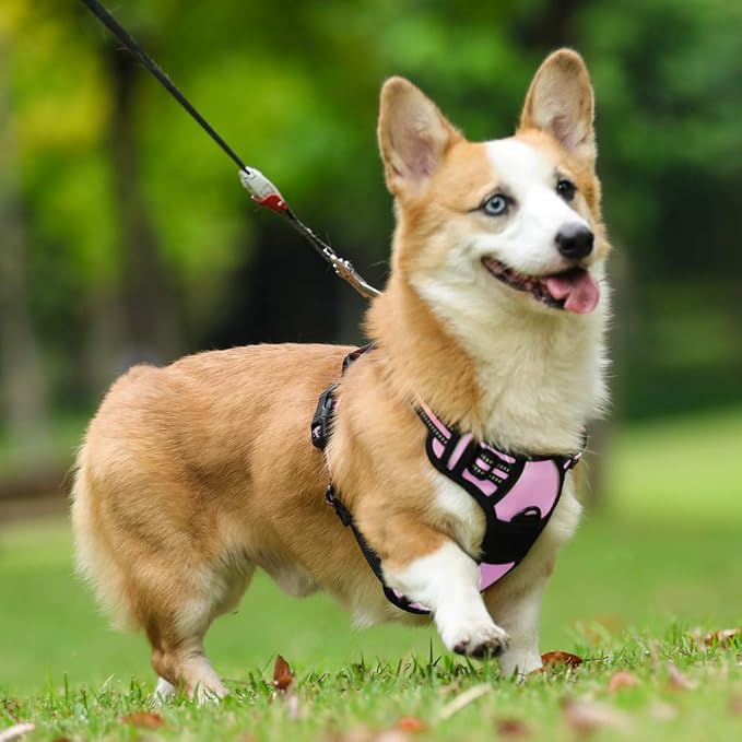 rabbitgoo Dog Harness, No Pull Medium Sized with 2 Leash Clips, Pet Vest | No Choke with Handle, Adjustable Soft Padded, Reflective, Easy Control for Walking, Pink, Medium