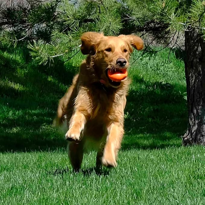 KONG Ogee Orb Dynamic Bounce Dog Toy for Fetch and Play, Floats (Large)