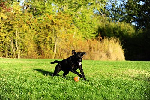 Chuckit! Dog Tennis Ball Dog Toy, Medium 2.5in 2 Pack | Made for Dogs Weighing 0 to 100 Pounds