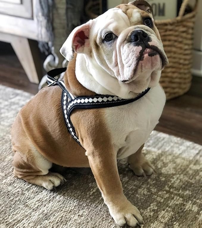 Blueberry Pet 4 Colors Soft & Comfy 3M Reflective Jacquard Padded Dog Harness, Chest Girth 19" - 23.5", Palace Blue, XS/S, Adjustable Harnesses for Dogs