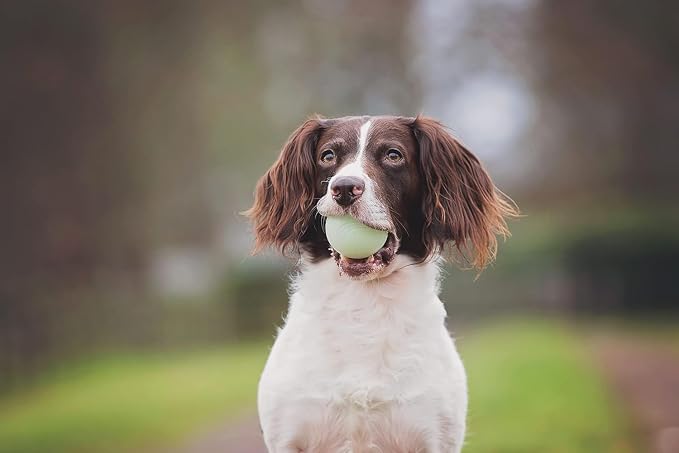 Chuckit! Fetch Pack Dog Balls, Small, 2in, 3-Pack