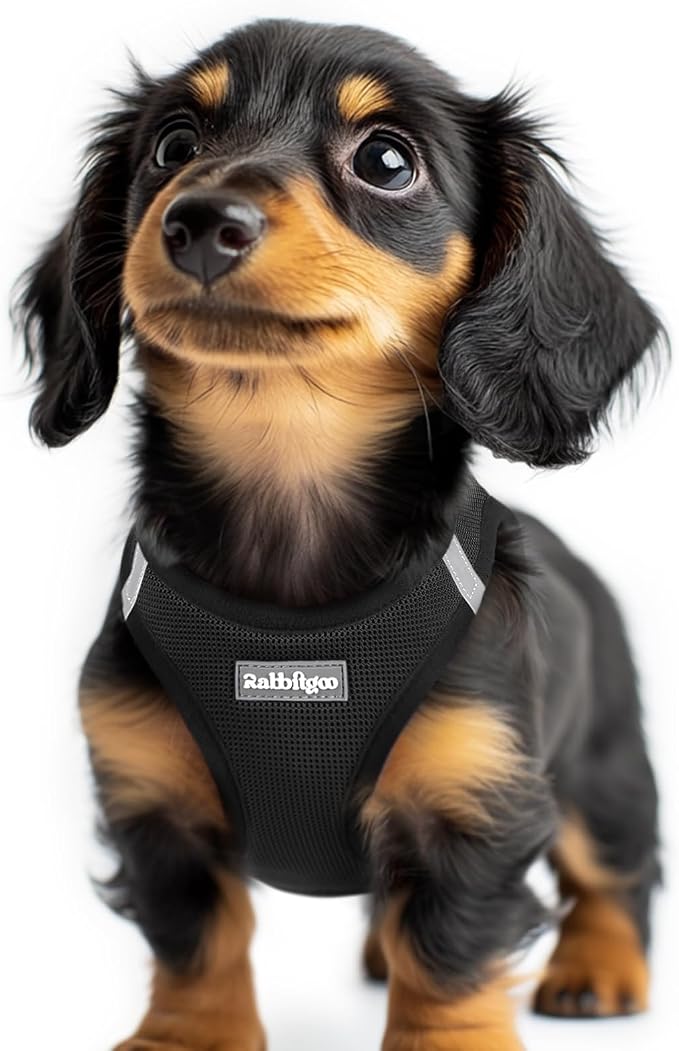 rabbitgoo Step-in Small Dog Harness, Puppy Vest for Small Sized Pet | Easy Put on and off, Lightweight, Soft, Breathable Quick-Dry Air Mesh for Comfortable Secure Walking, Black XXS