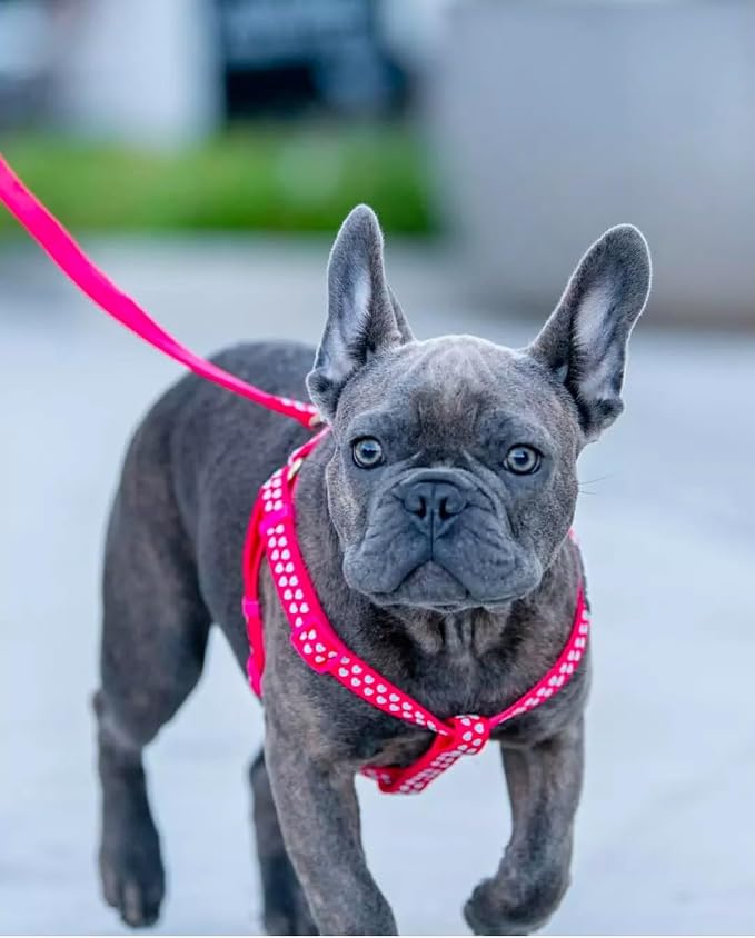 Blueberry Pet Step-in Dog Harness Velvety Heart Flocking Valentine’s Day Adjustable Harnesses for Medium Dogs, Lust Red, Chest Girth 20" - 26"