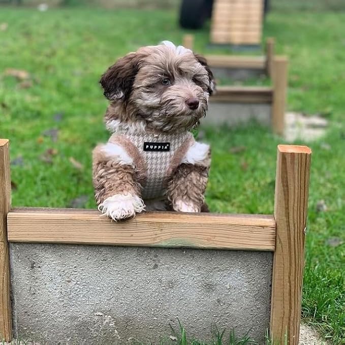 Puppia Shepherd Harness B - Beige - XL