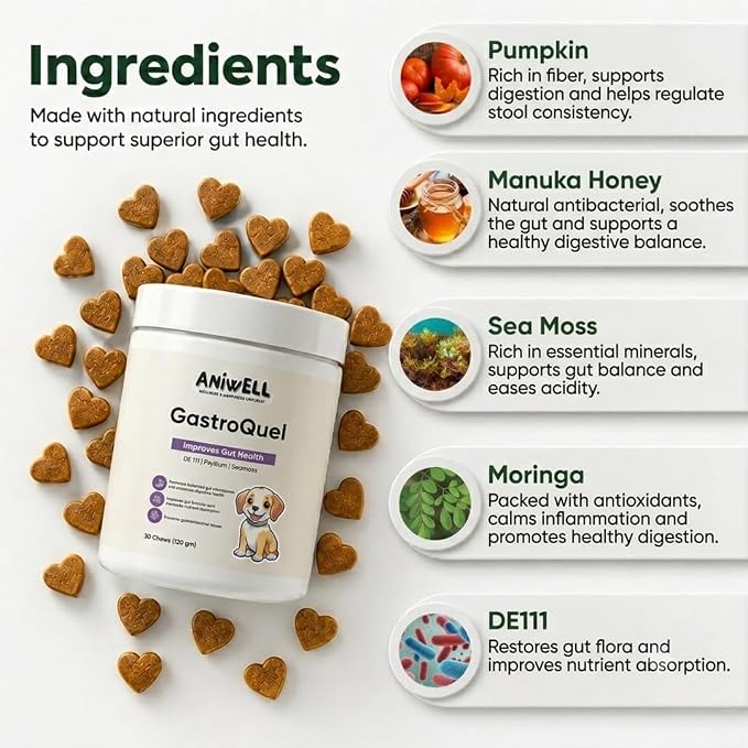 GastroQuel Dog Probiotic Chews – Gut Health, Occasional Diarrhea & Digestive Support | Probiotics for Dogs, Kaolin & Pectin | Yeast Infection Support & Anti Diarrhea for Dogs | Pack of 3