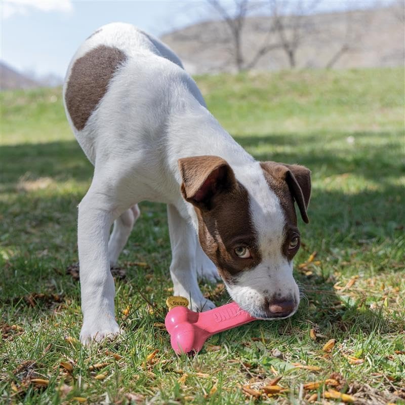 KONG Puppy Goodie Bone, Natural Rubber Chew, for Medium Puppies, Pink | Stuffable Teething Toy Made from KONG Soft Natural Rubber, Soothes Sore Gums & Keeps Teething Puppies Busy
