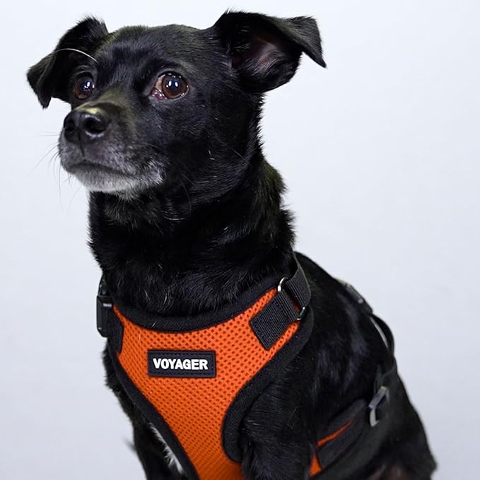 Voyager Step-in Lock Dog Harness - Orange/Black Trim, X-Large | 23 - 28" in Chest, Adjustable, Breathable Air Mesh, Lightweight for Daily Walks, Strong Clips, Heavy Duty D-Ring