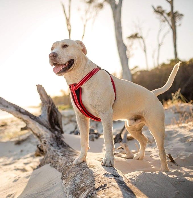 EzyDog Chest Plate No Pull Dog Harness, Escape Proof - Small, Corduroy | Car Restraint Included, Comfort EVA Padding, Adjustable for All Breeds, Quick Release Buckles, Reflective Stitching