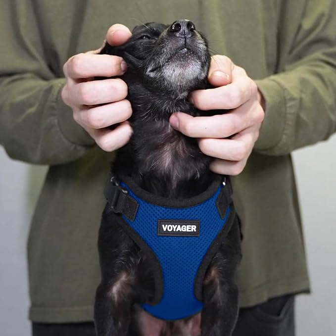Voyager Step-in Lock Dog Harness - Royal Blue/Black Trim, Medium | 17 - 21" in Chest, Adjustable, Breathable Air Mesh, Lightweight for Daily Walks, Strong Clips, Heavy Duty D-Ring