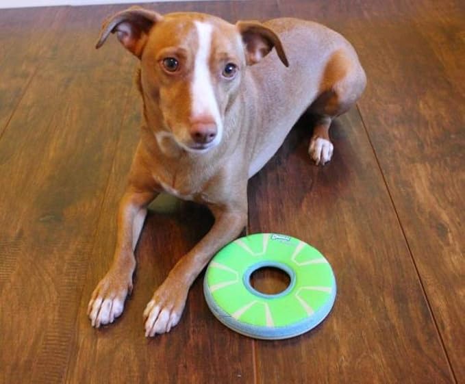 Chuckit! Max Glow Zipflight Flying Disc Dog Toy, Small (6"), Green and White